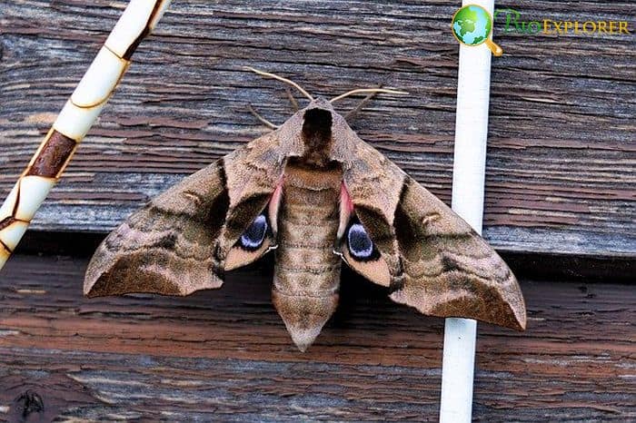 How Often Do Moths Eat? How Often Do Moths Eat?