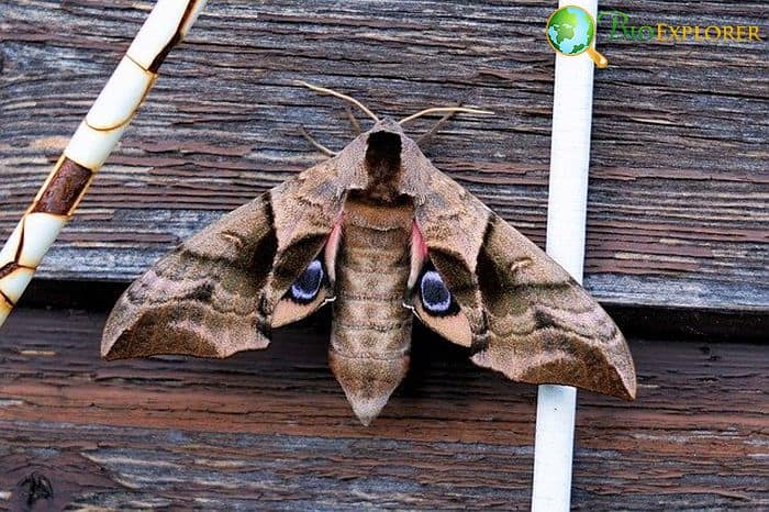 How Often Do Moths Eat?