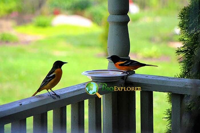 How Often Do Orioles Eat? How Often Do Orioles Eat?