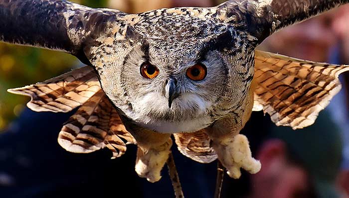 How often do owls eat?