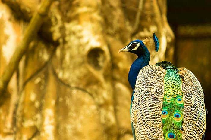 How often do peacocks eat? How often do peacocks eat?