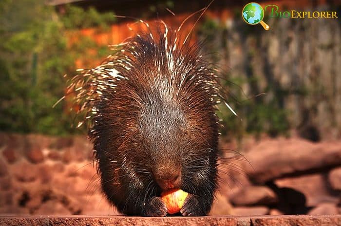 How Often Do Porcupines Eat? How Often Do Porcupines Eat?