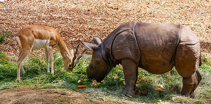 How often do rhinos eat?