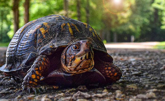 How often do turtles eat? How often do turtles eat?