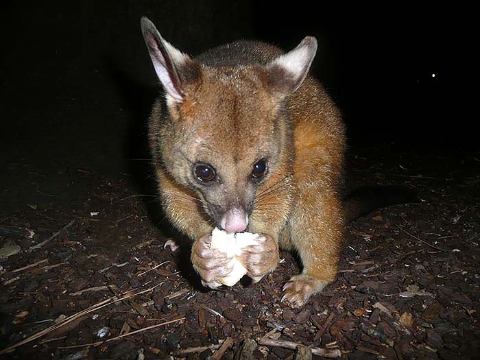 How Often Do Possums Eat? How Often Do Possums Eat?