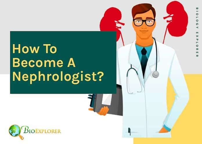 How to become a nephrologist? How to become a nephrologist?