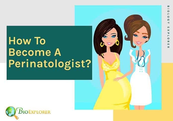 How to become a perinatologist? How to become a perinatologist?