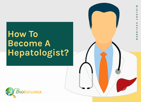 How To Become A Hepatologist Educational Qualification Salary Info