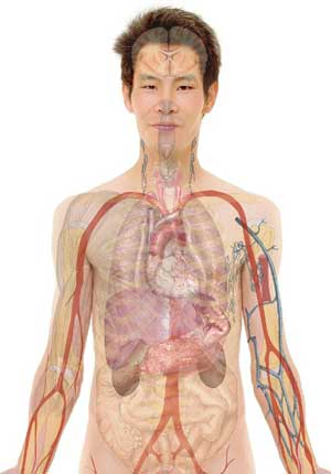 human anatomy