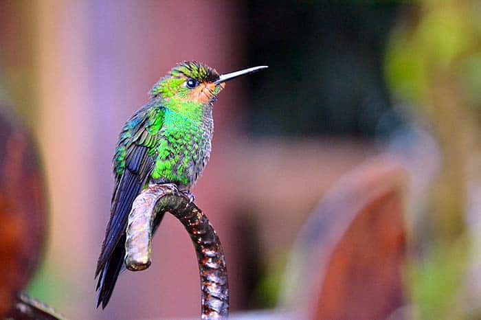 hummingbirds characteristics hummingbirds characteristics