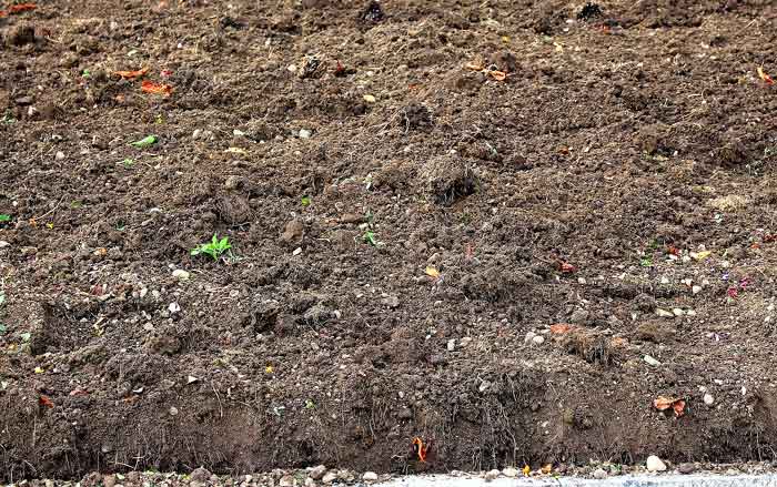 Humus: Organic Soil Component