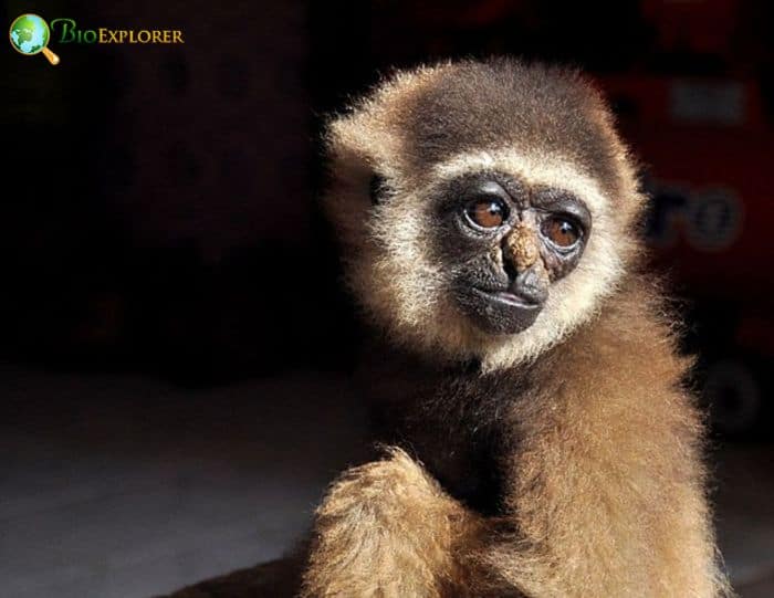 Hylobates Albibarbis Hylobates Albibarbis