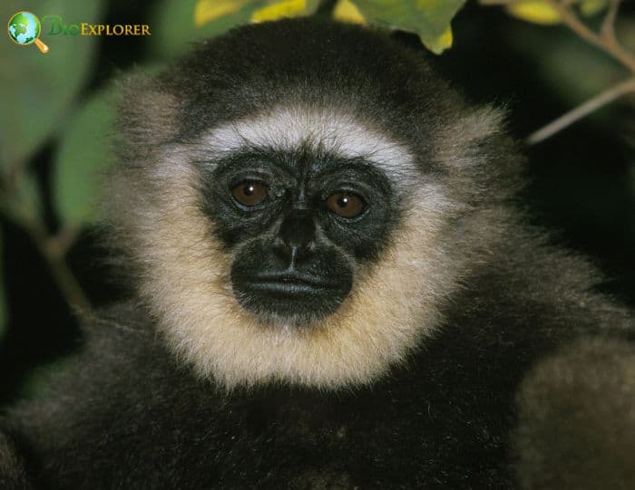 Hylobates Muelleri Hylobates Muelleri