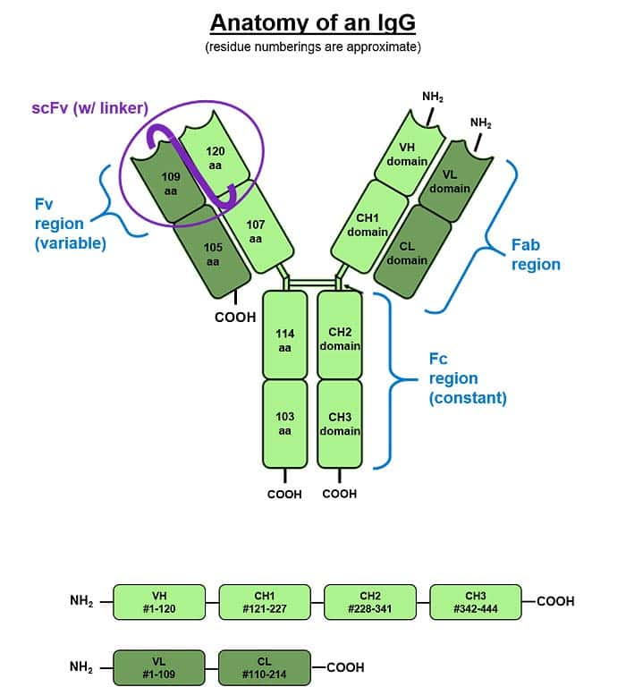 IgG Structure IgG Structure