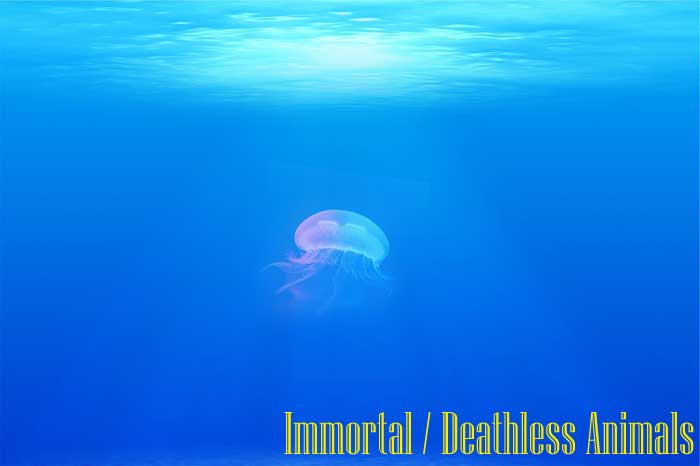 Top 16 Immortal Animals (#7 Is A Mind-Blowing Organism!) Top 16 Immortal Animals (#7 Is A Mind-Blowing Organism!)