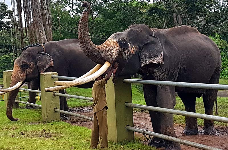 Importance of Elephants Importance of Elephants