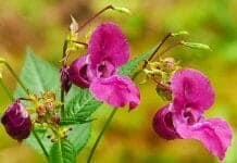 Indian Balsam Flower