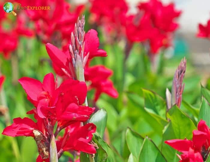 Indian Cane Flowers