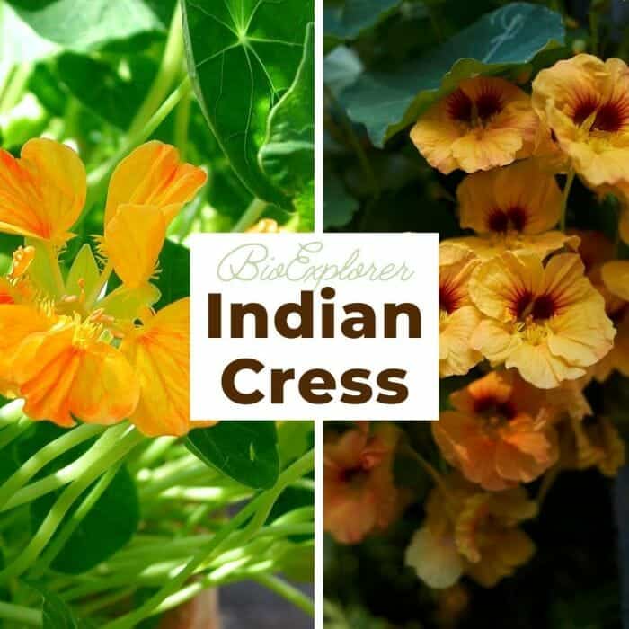 Indian Cress