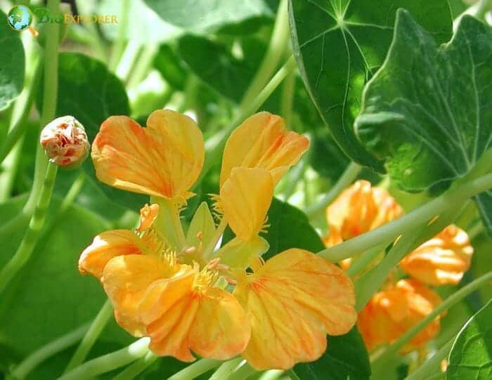 Indian Cress Flowers