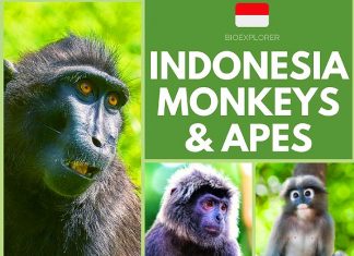 Indonesia Monkeys and Apes