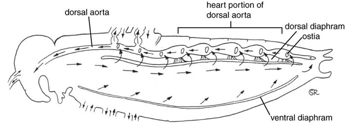 Insect Circulatory System