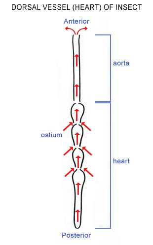Do Insects Have Hearts? | Insect Blood | Hemolymph | Bio Explorer