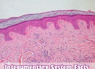 Integumentary System Facts