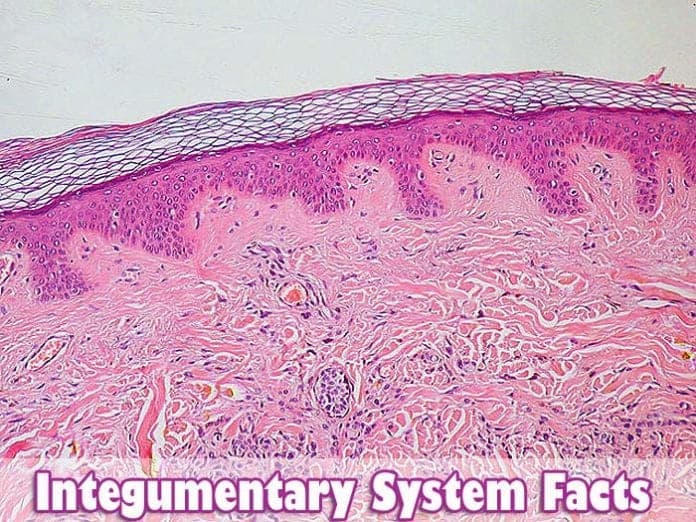 Integumentary System Facts Integumentary System Facts