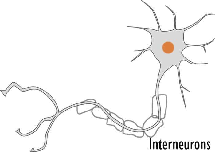 Interneurons diagram Interneurons diagram