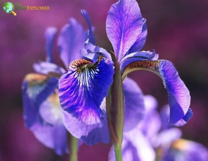 Iris Flowers