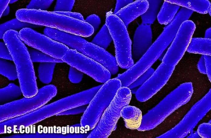 Is E.Coli Contagious? Is E.Coli Contagious?