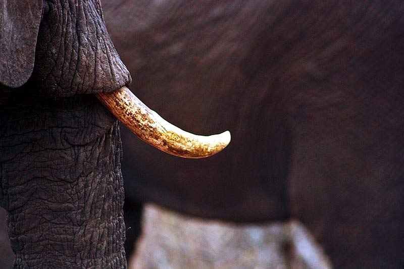 Ivory Exploitation Ivory Exploitation