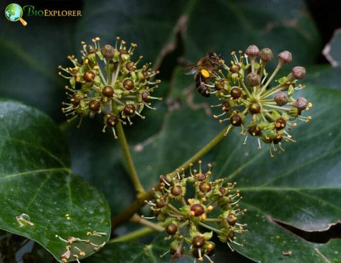 Ivy Flowers