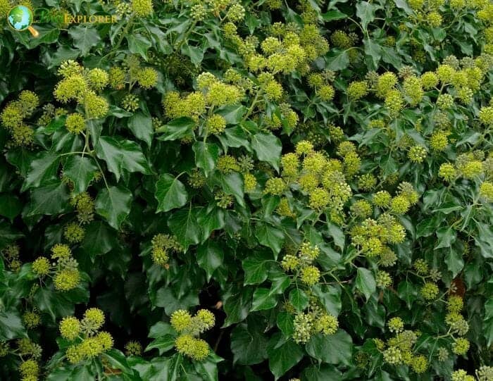 Ivy Flowers