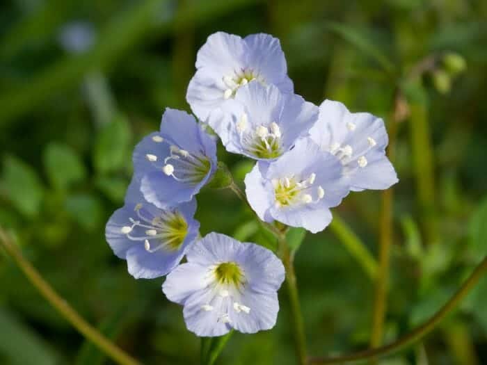 Jacobs Ladder Flowers