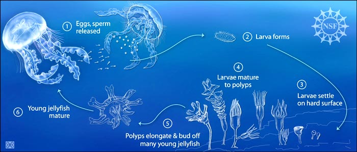 Jellyfish Life Cycle Jellyfish Life Cycle