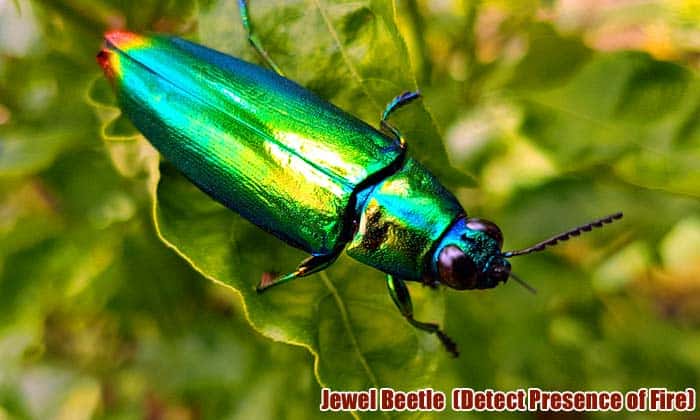 Top 11 Animals With Best Sensors (See, Hear, Smell, Taste & Feel) Top 11 Animals With Best Sensors (See, Hear, Smell, Taste & Feel)