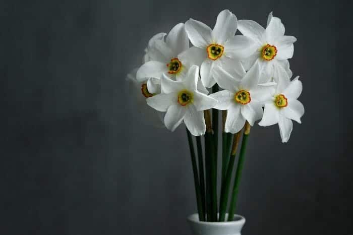 Jonquil Flowers