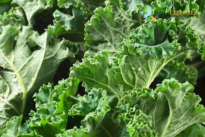 Kale Kale