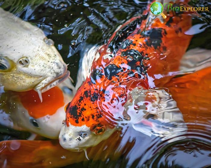 Koi Fish Food Chain Koi Fish Food Chain