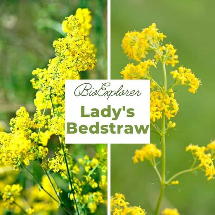 Lady's Bedstraw