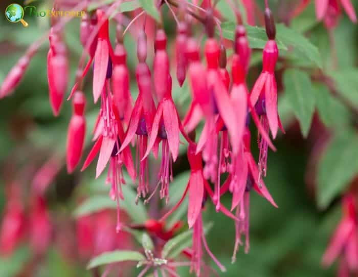 Fuchsia 'Angel Earrings Double Red'