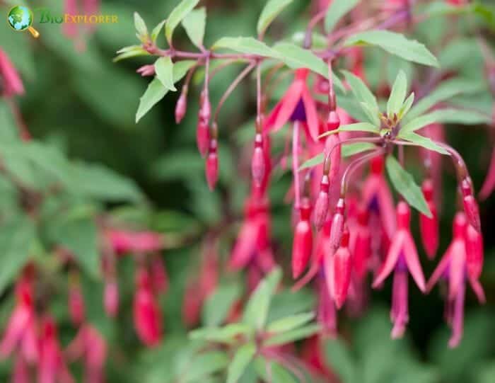 Plant of the week: Cascading Angel Earrings fuchsia