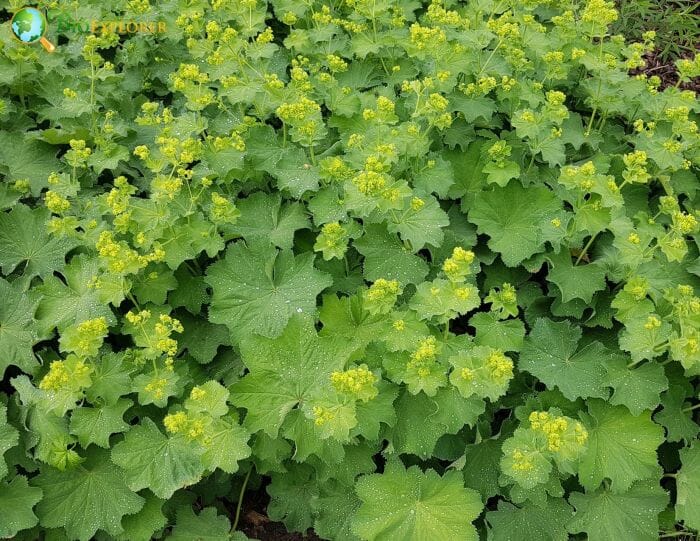 Lady's Mantle Flowers