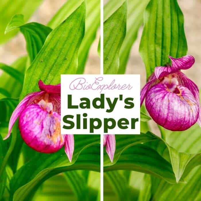 Lady's Slipper