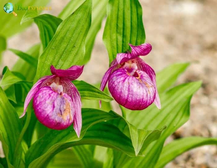 Details more than 140 lady slipper flower