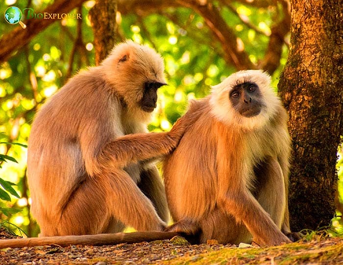 Langur Characteristics