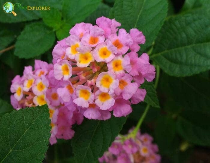 Lantana camara Flower | Common Lantana | American Tropics Flowers