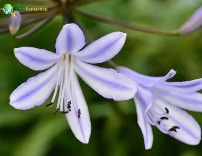 Lavander Nerine Flowers